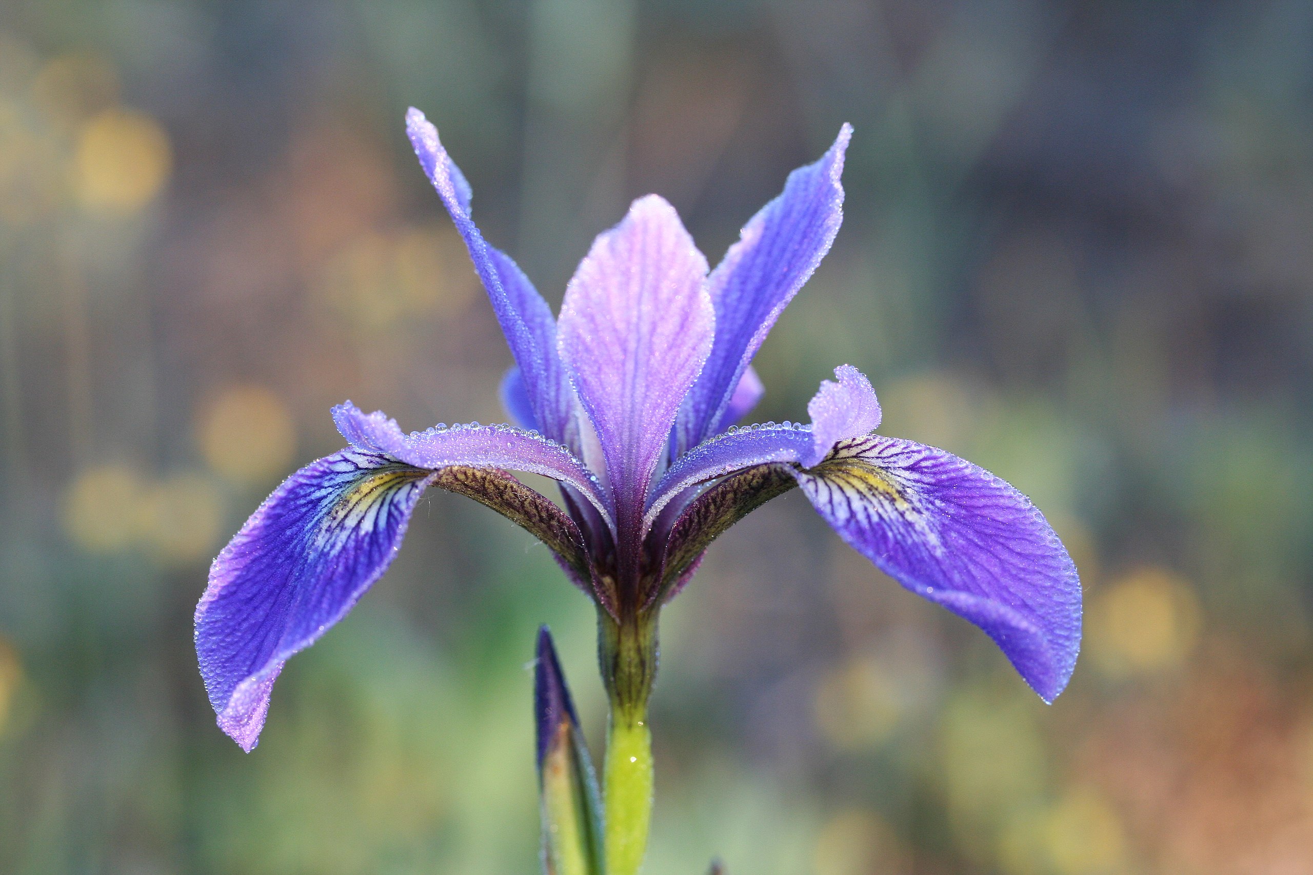 Iris versicolor - floral emblem of Quebec.